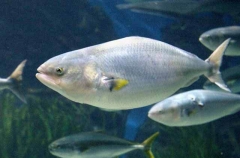 Eastern Australian Salmon (Arripis trutta)