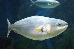 Eastern Australian Salmon (Arripis trutta)