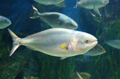 Eastern Australian Salmon (Arripis trutta)