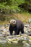 Grizzly Bear (Ursus arctos) Grizzly Bear (Ursus arctos)
