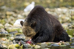 Grizzly Bear (Ursus arctos) Grizzly Bear (Ursus arctos)
