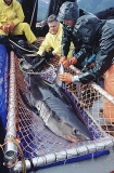 Salmon Shark (Lamna ditropis) Salmon Shark (Lamna ditropis)