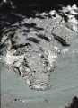 Saltwater Crocodile (Crocodylus porosus) Saltwater Crocodile (Crocodylus porosus)