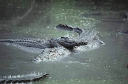 Saltwater Crocodiles (Crocodylus porosus) Saltwater Crocodiles (Crocodylus porosus)