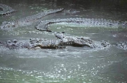 Saltwater Crocodile s(Crocodylus porosus) Saltwater Crocodile s(Crocodylus porosus)