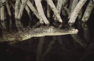 Saltwater Crocodile (Crocodylus porosus) Saltwater Crocodile (Crocodylus porosus)