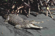 Saltwater Crocodile (Crocodylus porosus) Saltwater Crocodile (Crocodylus porosus)