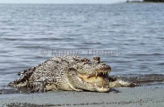Saltwater Crocodile (Crocodylus porosus)