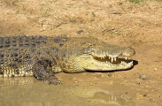Saltwater Crocodile (Crocodylus porosus) Saltwater Crocodile (Crocodylus porosus)