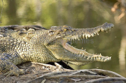 Saltwater Crocodile (Crocodylus porosus) Saltwater Crocodile (Crocodylus porosus)