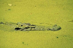 Saltwater Crocodile (Crocodylus porosus) Saltwater Crocodile (Crocodylus porosus)