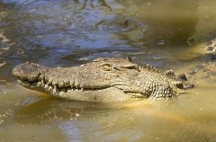 Saltwater Crocodile (Crocodylus porosus) Saltwater Crocodile (Crocodylus porosus)
