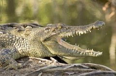 Saltwater Crocodile (Crocodylus porosus) Saltwater Crocodile (Crocodylus porosus)