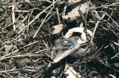 Saltwater Crocodile (Crocodylus porosus) Saltwater Crocodile (Crocodylus porosus)