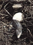 Saltwater Crocodile (Crocodylus porosus) Saltwater Crocodile (Crocodylus porosus)