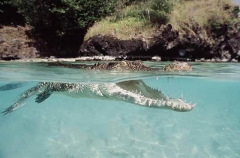 Saltwater Crocodile (Crocodylus porosus) Saltwater Crocodile (Crocodylus porosus)
