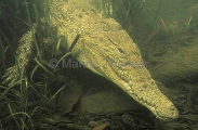 Saltwater Crocodile (Crocodylus porosus) Saltwater Crocodile (Crocodylus porosus)