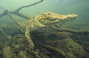 Saltwater Crocodile (Crocodylus porosus) Saltwater Crocodile (Crocodylus porosus)