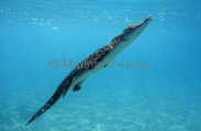 Saltwater Crocodile (Crocodylus porosus) Saltwater Crocodile (Crocodylus porosus)