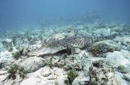 Saltwater Crocodile (Crocodylus porosus) Saltwater Crocodile (Crocodylus porosus)