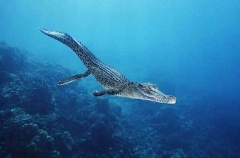 Saltwater Crocodile (Crocodylus porosus)