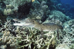 Saltwater Crocodile (Crocodylus porosus)