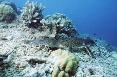 Saltwater Crocodile (Crocodylus porosus)