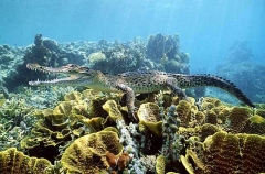 Saltwater Crocodile (Crocodylus porosus)