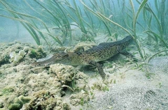 Saltwater Crocodile (Crocodylus porosus) Saltwater Crocodile (Crocodylus porosus)