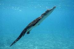 Saltwater Crocodile (Crocodylus porosus) Saltwater Crocodile (Crocodylus porosus)