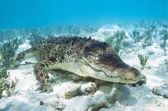 Saltwater Crocodile (Crocodylus porosus) Saltwater Crocodile (Crocodylus porosus)