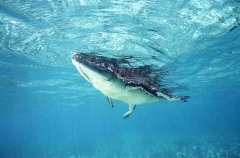 Saltwater Crocodile (Crocodylus porosus) Saltwater Crocodile (Crocodylus porosus)