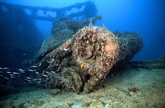 Small tank, type 95 with 37mm gun, on the deck of the San Francisco Maru, Japanese WW II shipwreck.
