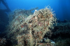 Small tank, type 95 with 37mm gun, covered in growth on the deck of the San Francisco Maru, Japanese WW II shipwreck. Small tank, type 95 with 37mm gun, covered in growth on the deck of the San Francisco Maru, Japanese WW II shipwreck.