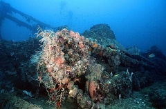 Small tank, type 95 with 37mm gun, on the deck of the San Francisco Maru, Japanese WW II shipwreck.