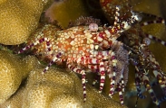 Marble Shrimp (Saron marmoratus) Marble Shrimp (Saron marmoratus)