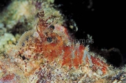 Saron Shrimp (Saron sp.) Saron Shrimp (Saron sp.)
