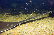 Smalltooth Sawfish (Pristis microdon) Smalltooth Sawfish (Pristis microdon)