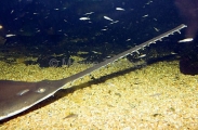 Smalltooth Sawfish (Pristis microdon) Smalltooth Sawfish (Pristis microdon)