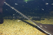 Smalltooth Sawfish (Pristis microdon) Smalltooth Sawfish (Pristis microdon)