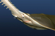 Smalltooth Sawfish (Pristis microdon) Smalltooth Sawfish (Pristis microdon)