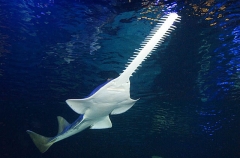 Green Sawfish (Pristis zijsron) Green Sawfish (Pristis zijsron)