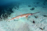 Eastern Sawshark (Pristiophorus sp.) Eastern Sawshark (Pristiophorus sp.)
