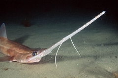 Eastern Sawshark (Pristiophorus sp.) Eastern Sawshark (Pristiophorus sp.)