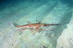 Eastern Sawshark (Pristiophorus sp.) Eastern Sawshark (Pristiophorus sp.)