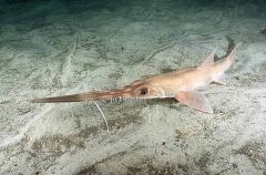 Eastern Sawshark (Pristiophorus sp.)