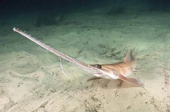 Eastern Sawshark (Pristiophorus sp.)