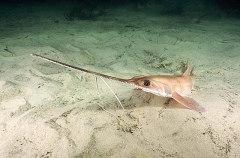Eastern Sawshark (Pristiophorus sp.)