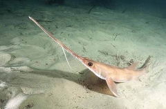 Eastern Sawshark (Pristiophorus sp.)