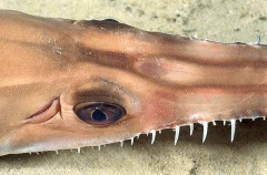 Eastern Sawshark (Pristiophorus sp.) Eastern Sawshark (Pristiophorus sp.)